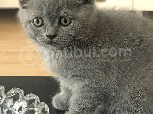 Duman Ve Beyaz British Shorthair Yavrularımız. görsel