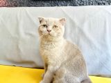 Scottish Fold