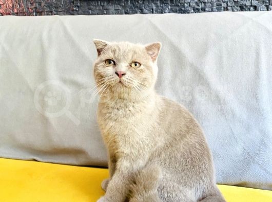 Scottish Fold