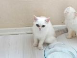 British Shorthair dişi 