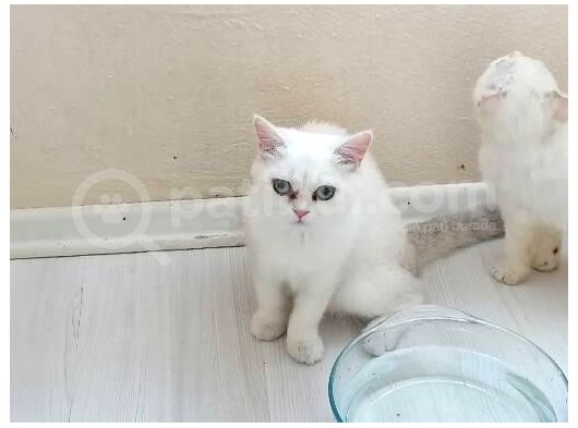 British Shorthair Dişi 
