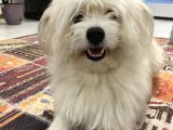 1 Yaşında Erkek Maltese