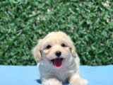 Erkek Maltipoo