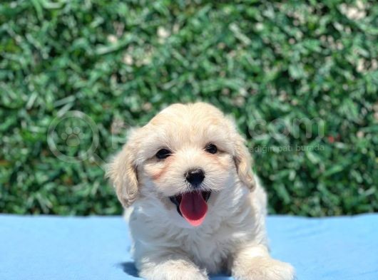 Erkek Maltipoo görsel