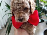 Ev Ortaminda Poodle Bebekler