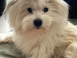 1 Yaşında Erkek Maltese
