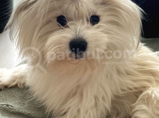1 Yaşında Erkek Maltese görsel