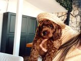 Anne Altindan Eği̇ti̇mli̇ Toy Poodle