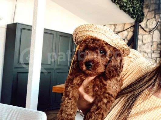 Anne Altindan Eği̇ti̇mli̇ Toy Poodle görsel