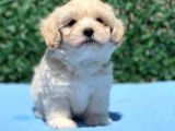 Erkek Maltipoo