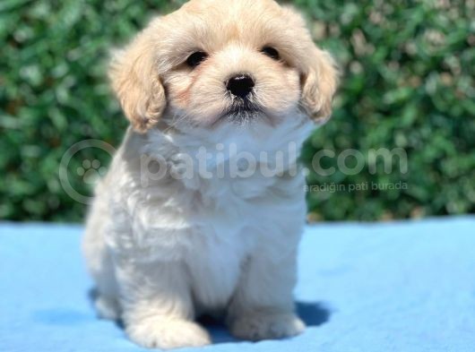 Erkek Maltipoo görsel