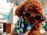 Anne Altindan Eği̇ti̇mli̇ Toy Poodle
