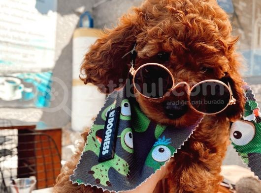 Anne Altindan Eği̇ti̇mli̇ Toy Poodle görsel