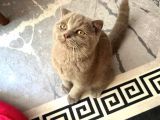 Scottish Fold