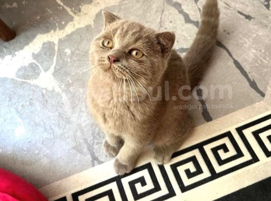 Scottish Fold görsel