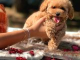 Di̇şi̇ Mi̇ni̇ Toy Poodle Bebekler