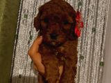 Muhteşem Poodle Yavrular
