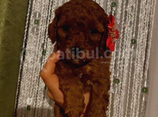 Muhteşem Poodle Yavrular