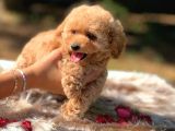 Di̇şi̇ Mi̇ni̇ Toy Poodle Bebekler