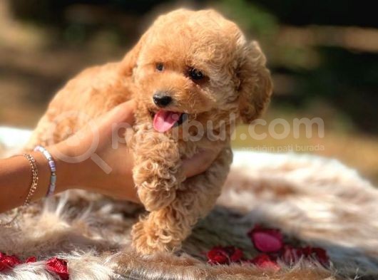 Di̇şi̇ Mi̇ni̇ Toy Poodle Bebekler görsel