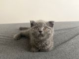 Afacan Scottish Fold Saf Erkek Yavru