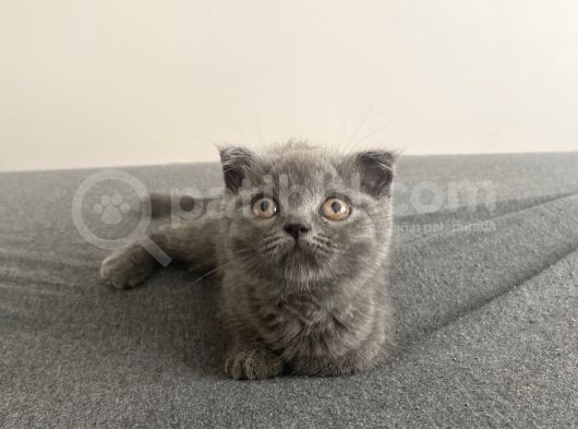 Afacan Scottish Fold Saf Erkek Yavru görsel