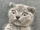 Afacan Scottish Fold Saf Erkek Yavru