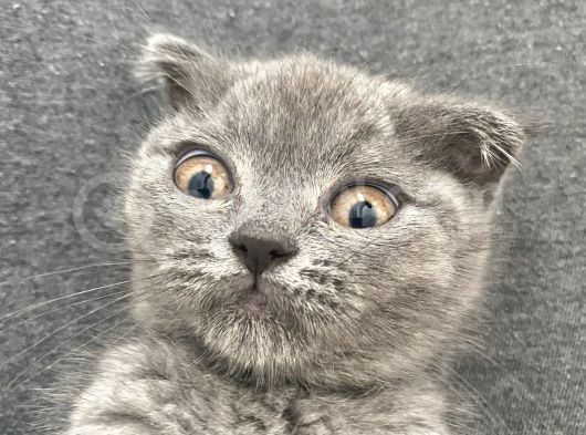 Afacan Scottish Fold Saf Erkek Yavru görsel