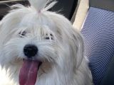 1 Yaşında Erkek Maltese