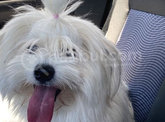 1 Yaşında Erkek Maltese görsel