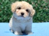 Erkek Maltipoo