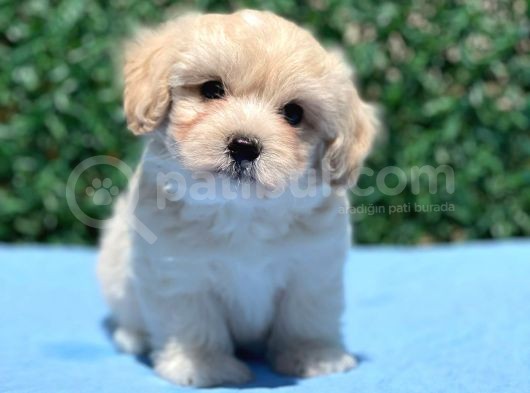 Erkek Maltipoo