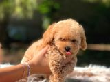 Di̇şi̇ Mi̇ni̇ Toy Poodle Bebekler