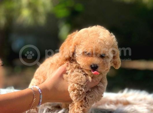 Di̇şi̇ Mi̇ni̇ Toy Poodle Bebekler görsel
