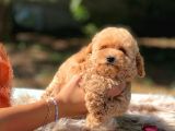 Di̇şi̇ Mi̇ni̇ Toy Poodle Bebekler