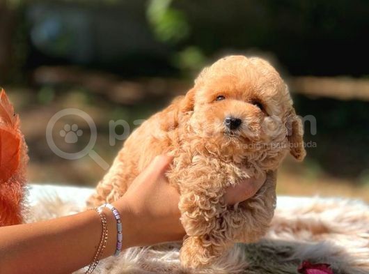 Di̇şi̇ Mi̇ni̇ Toy Poodle Bebekler görsel