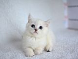 Okyanus Gözlü Si̇lver Poi̇nt Bri̇ti̇sh Shorthai̇r Yavrumuz Erkek