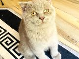 Scottish Fold