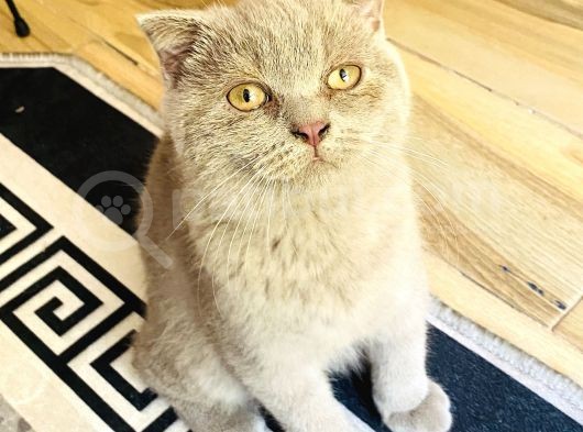 Scottish Fold görsel