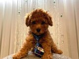 Muhteşem Poodle Yavrular