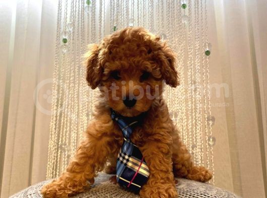 Muhteşem Poodle Yavrular görsel