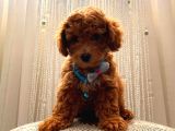 Muhteşem Poodle Yavrular