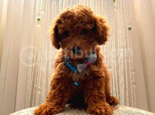 Muhteşem Poodle Yavrular görsel