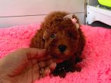 Safkan Toy Poodle Yavrularımız