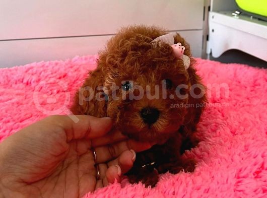 Safkan Toy Poodle Yavrularımız görsel
