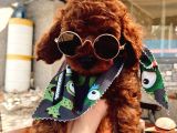 Anne Altindan Eği̇ti̇mli̇ Toy Poodle