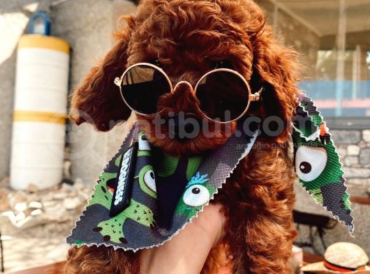 Anne Altindan Eği̇ti̇mli̇ Toy Poodle