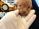 Orjinal Poodle Yavrularimiz