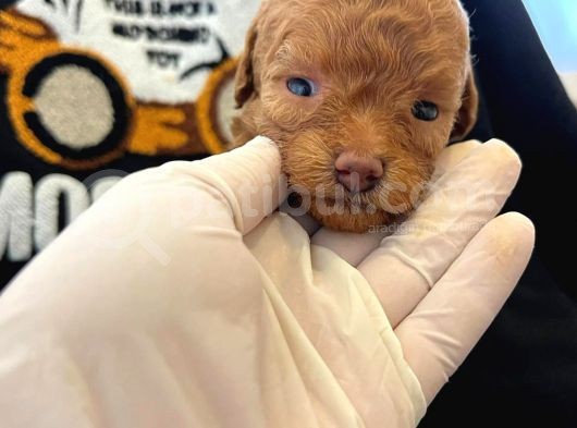 Orjinal Poodle Yavrularimiz görsel