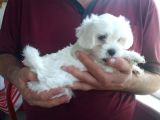 Harika Maltese Bebekler